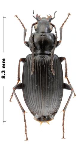 Agonum angustatum